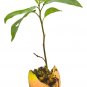 Avocado tree 5 seeds for growing indoors or outdoors