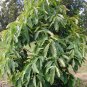 Avocado tree 5 seeds for growing indoors or outdoors
