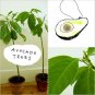Avocado tree 5 seeds for growing indoors or outdoors