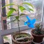 Avocado tree 5 seeds for growing indoors or outdoors