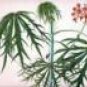 Jatropha Multifida Coral tree 8 seeds