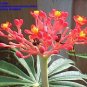 Jatropha Multifida Coral tree 8 seeds