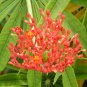 Jatropha Multifida Coral tree 8 seeds