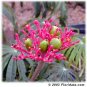 Jatropha Multifida Coral tree 8 seeds