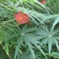 Jatropha Multifida Coral tree 8 seeds