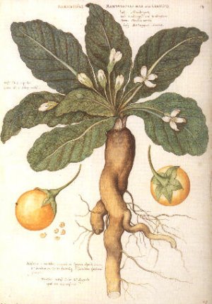 Aphrodisiac oil Devil's Apple Mandragora autumnalis 30 ml.