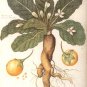 Mandragora Autumnalis Devil's Apple seeds