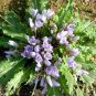 Mandragora Autumnalis Devil's Apple seeds
