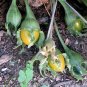 Mandragora Autumnalis Devil's Apple seeds