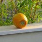 Papaya Tree 25 seeds Sweet and tasty kind very hardy