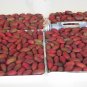 Medjool Dates palm tree Phoenix dactylifera -25 Seeds