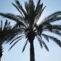 Medjool Dates palm tree Phoenix dactylifera -25 Seeds
