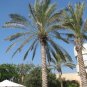 Medjool Dates palm tree Phoenix dactylifera -25 Seeds