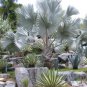 bismarkia nobilis silver blue palm tree 10 seeds Drought and cold tolerant