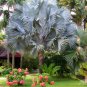 bismarkia nobilis silver blue palm tree 10 seeds Drought and cold tolerant