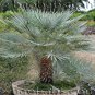 Chamaerops humilis var. cerifera blue palm Tree Drought and cold tolerant 9 seeds