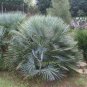 Chamaerops humilis var. cerifera blue palm Tree Drought and cold tolerant 9 seeds