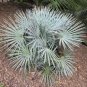 Chamaerops humilis var. cerifera blue palm Tree Drought and cold tolerant 9 seeds