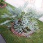 Chamaerops humilis var. cerifera blue palm Tree Drought and cold tolerant 9 seeds