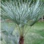 Chamaerops humilis var. cerifera blue palm Tree Drought and cold tolerant 9 seeds