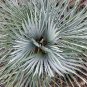 Chamaerops humilis var. cerifera blue palm Tree Drought and cold tolerant 9 seeds