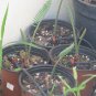 Cycas Thouarsii Tree - rare species 1 seedling