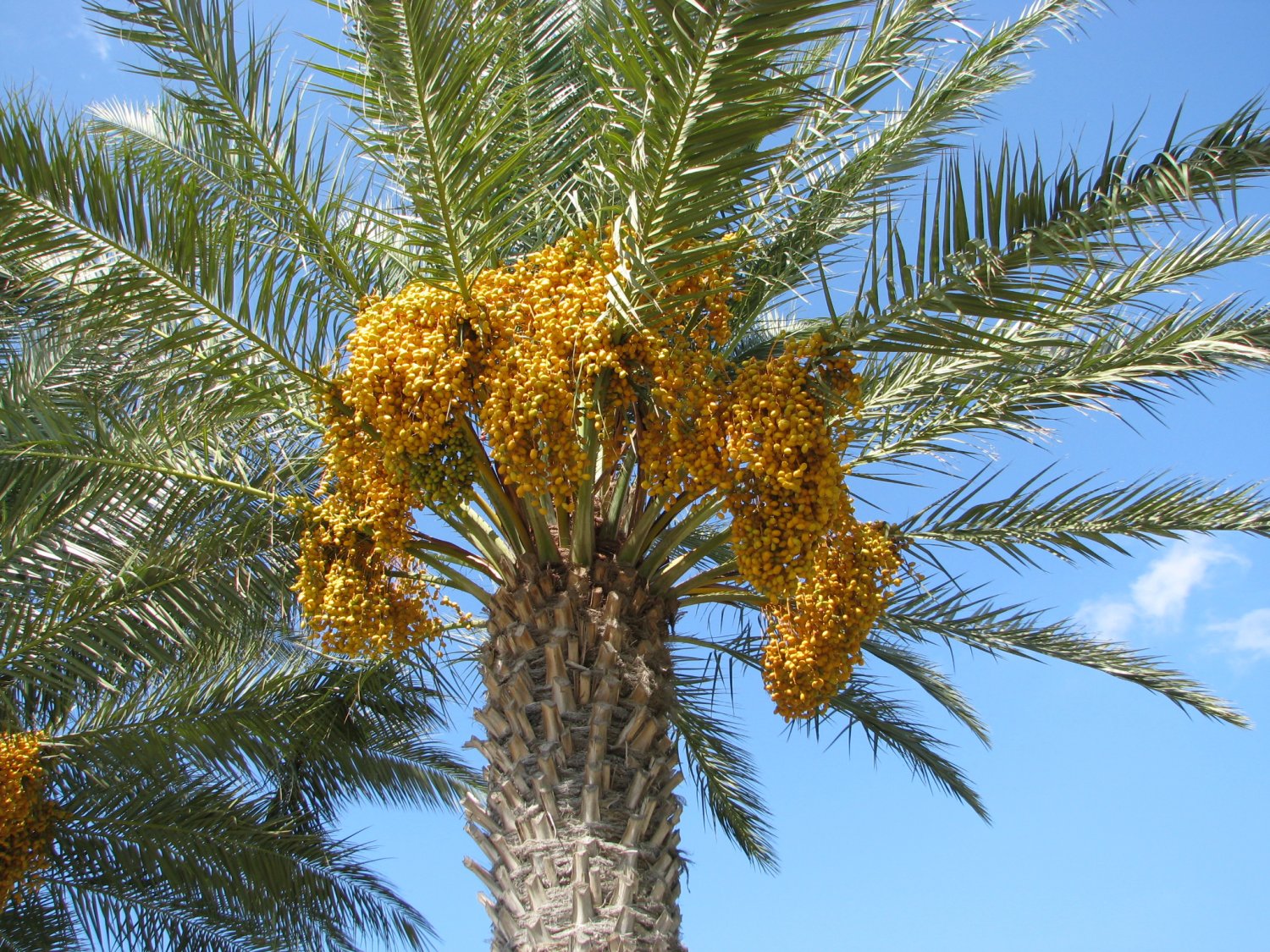 Palm Tree With Dates Image