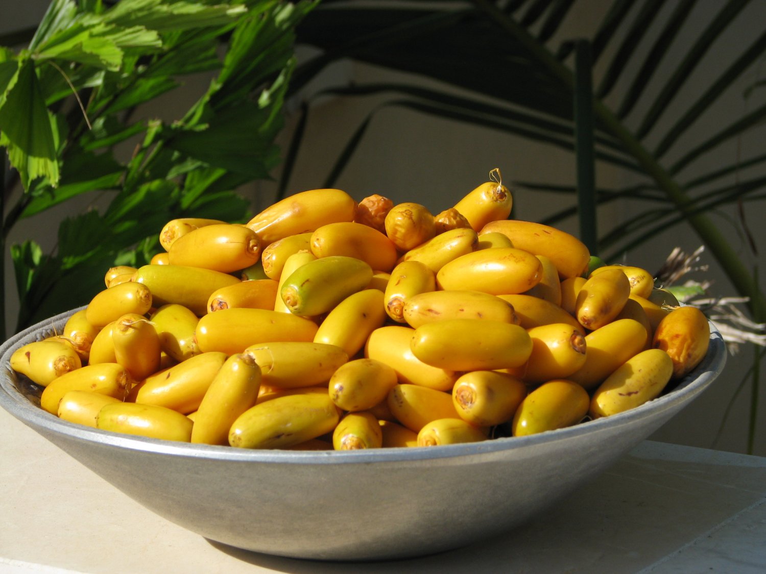 samanee-edible-date-palm-tree-rare-phoenix-dactylifera-yellow-dates-8-seeds