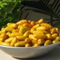 Samanee Edible Date Palm Tree rare Phoenix Dactylifera Yellow dates 8 seeds
