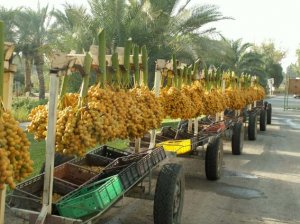 Barhee edible Date Palm Tree rare Phoenix Dactylifera Yellow dates seeds