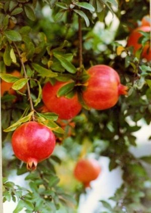 Pomegranate Tree, Punica granatum, 30 fresh seeds