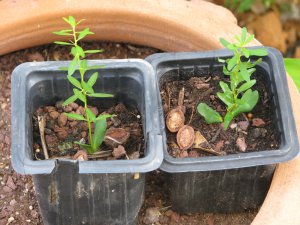 argan tree 50 seeds endangered species Argania Spinosa