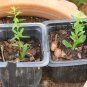 argan tree 50 seeds endangered species Argania Spinosa