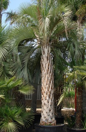 Pindo Jelly Palm Tree Butia capitata 25 Seeds cold, heat, and drought resistant