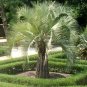 Pindo Jelly Palm Tree Butia capitata 25 Seeds cold, heat, and drought resistant