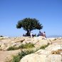 CAROB TREE (Ceratonia siliqua) 30 seeds Bonsai or outdoor draught and cold hardy
