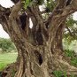 CAROB TREE (Ceratonia siliqua) 30 seeds Bonsai or outdoor draught and cold hardy