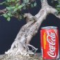 Pistacia lentiscus (mastic tree) 30 fresh seeds bonsai or outdoor