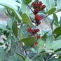 Pistacia lentiscus (mastic tree) 30 fresh seeds bonsai or outdoor
