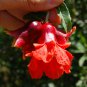 30 ml. Aphrodisiac Pomegranate oil