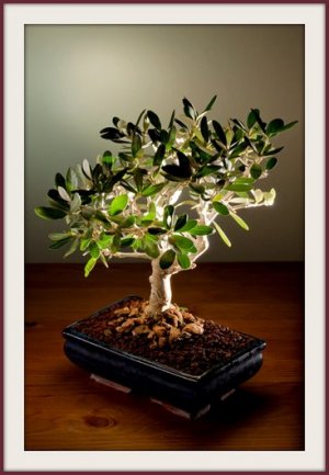 Olive Tree 30 Seeds Bonsai Olea europaea var. zuri Houseplant+arid areas