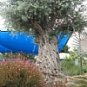 Olive Tree 30 Seeds Bonsai Olea europaea var. zuri Houseplant+arid areas