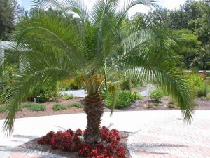 Phoenix roebelenii Pygmy Date Palm package of 50 fresh seeds