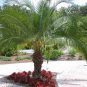 Phoenix roebelenii Pygmy Date Palm package of 50 fresh seeds