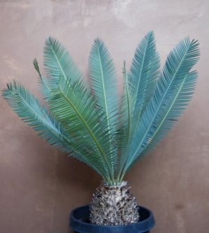 Dioon edule, variety "Queretaro Blue" 3 seeds