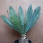 Dioon edule, variety "Queretaro Blue" 3 seeds