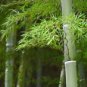 Moso Bamboo Phyllostachys pubescens the largest bamboo 10 seeds