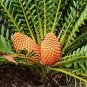 4 rare seeds Encephalartos ferox - Cycad like plant