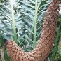 4 rare seeds Encephalartos ferox - Cycad like plant