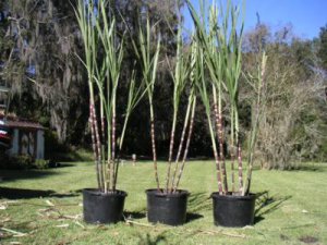 sugercane red stem color bamboo like, ornamental and useful, easy to grow.
